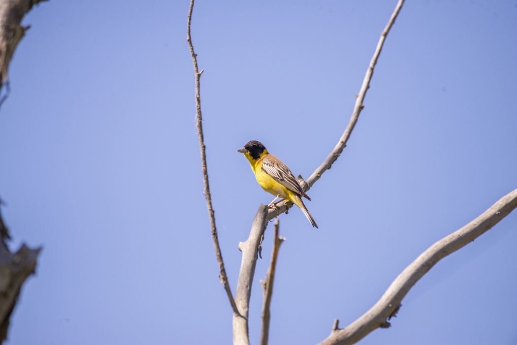 Black-headed Bunting