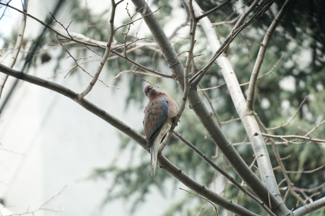 Laughing Dove