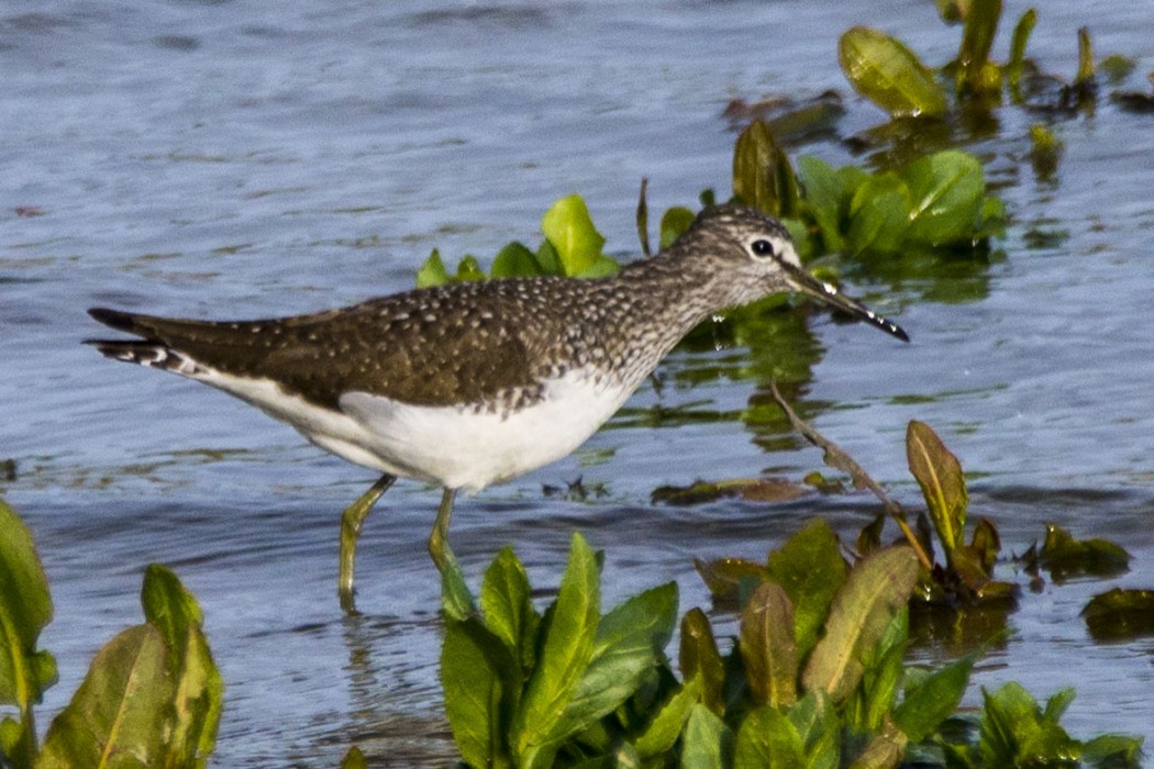 Green Sandpiper