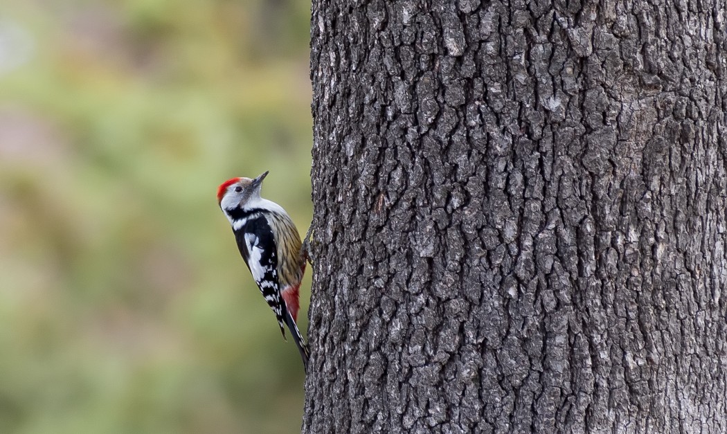 Middle Spotted Woodpecker