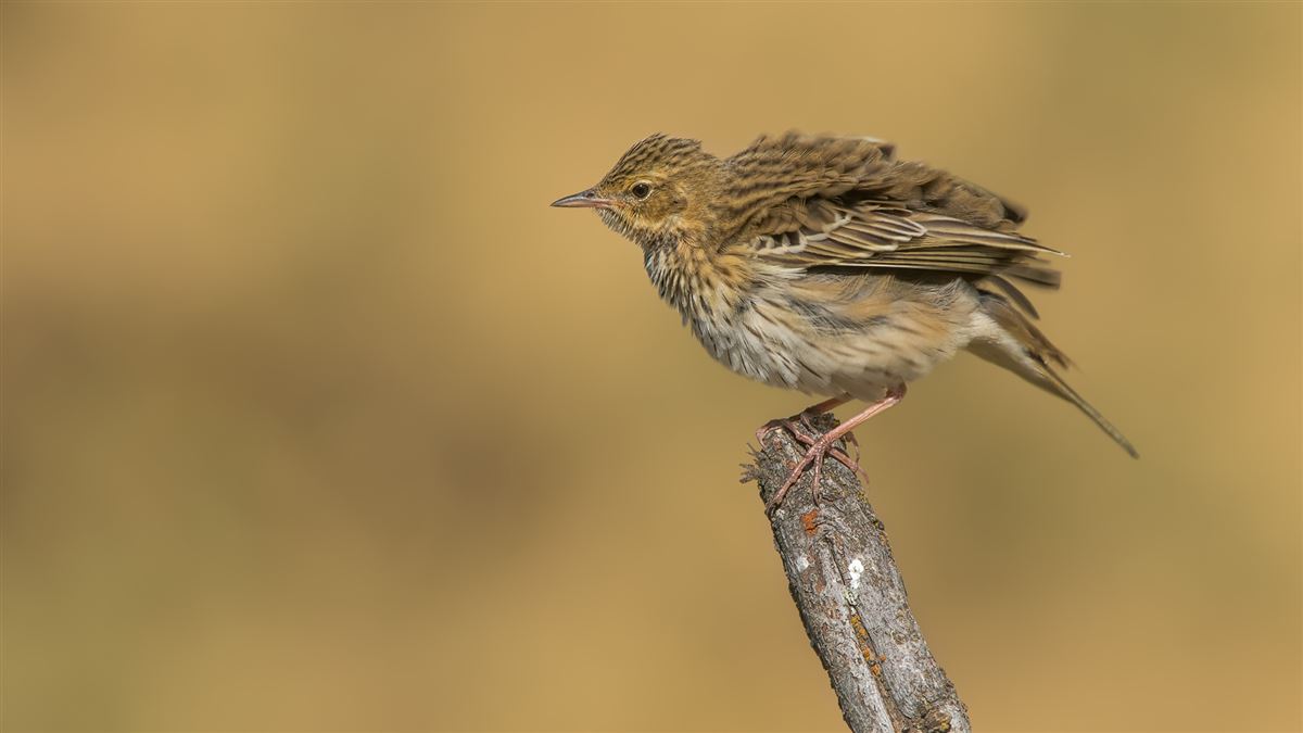 Tree Pipit