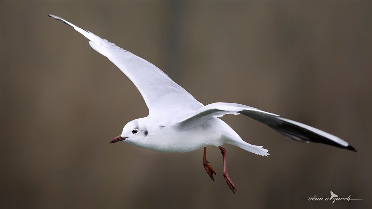 Black-headed Gull