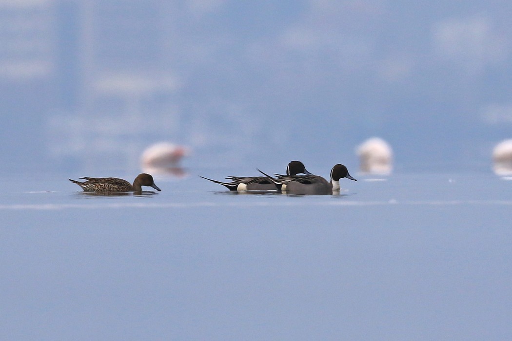 Northern Pintail