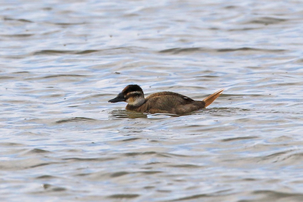 White-headed Duck