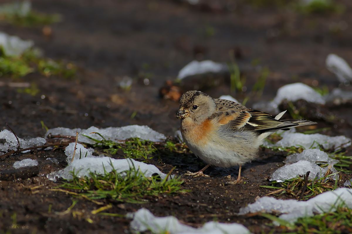 Brambling