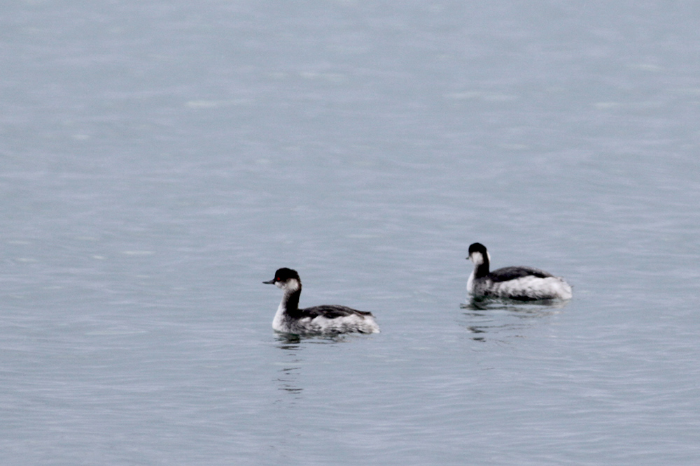 Black-necked Grebe