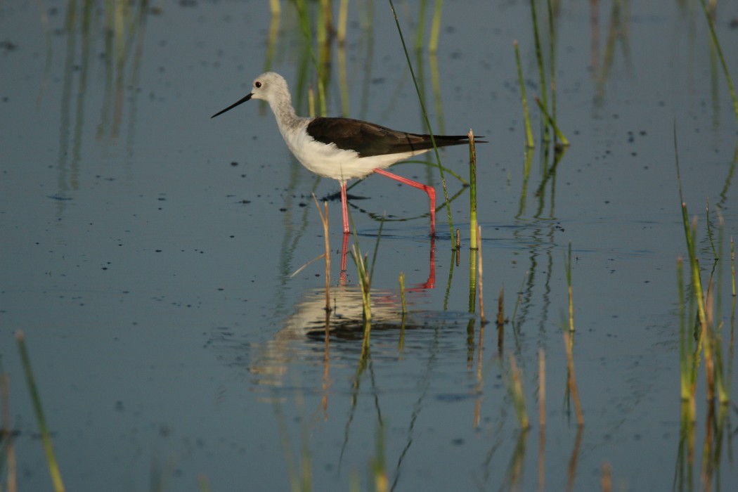 Black-winged Stilt
