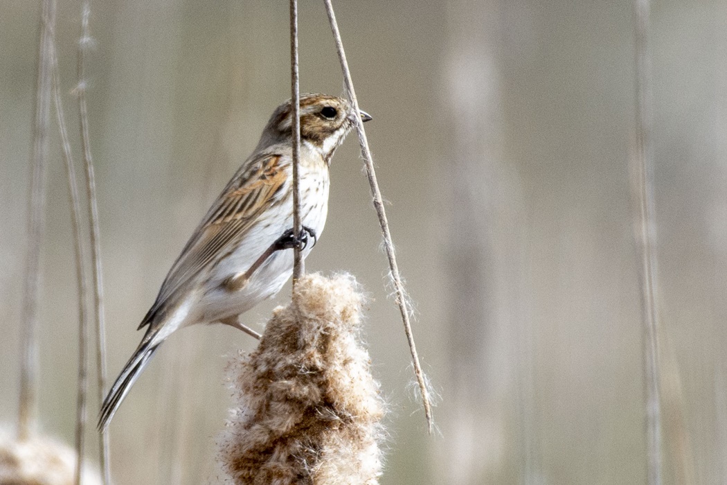 Common Reed Bunting