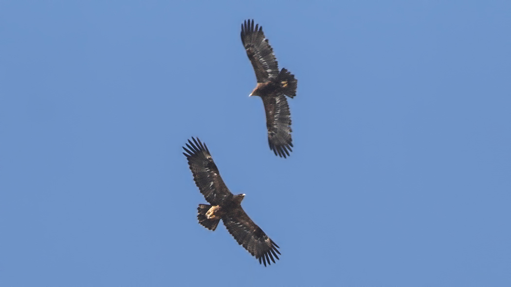 Steppe Eagle