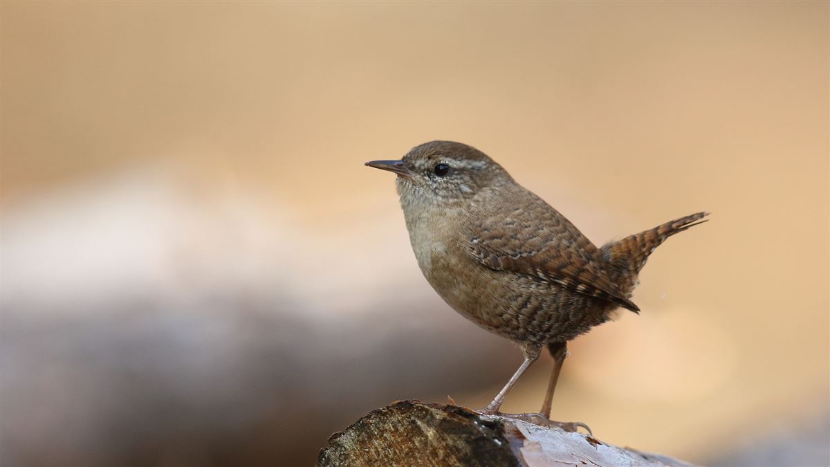 Eurasian Wren