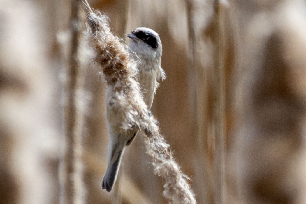Eurasian Penduline Tit