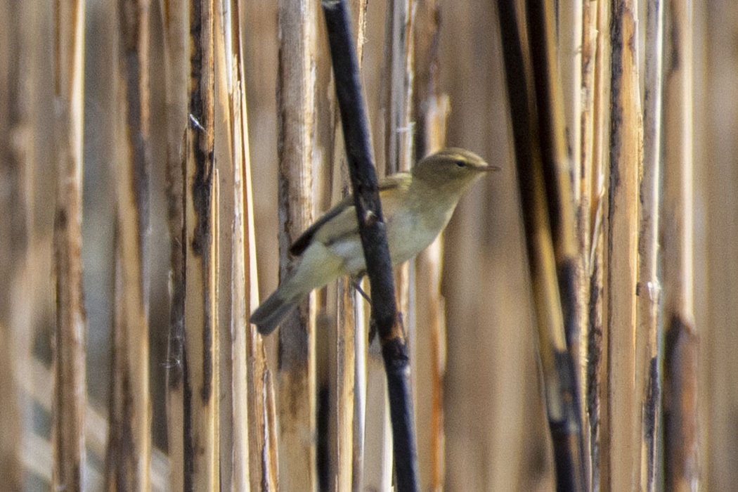 Common Chiffchaff