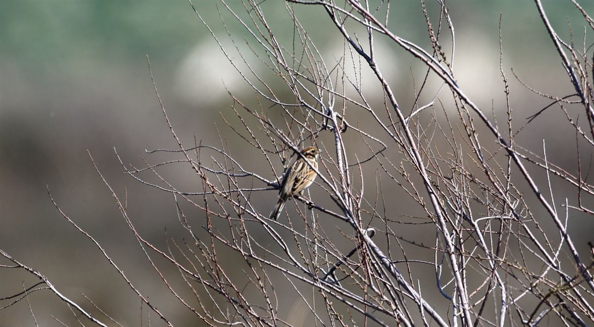 Common Reed Bunting