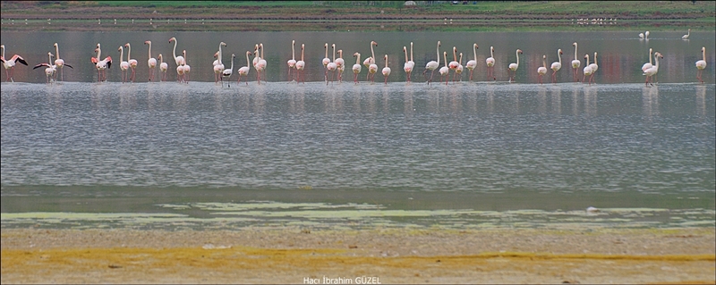 Flamingo