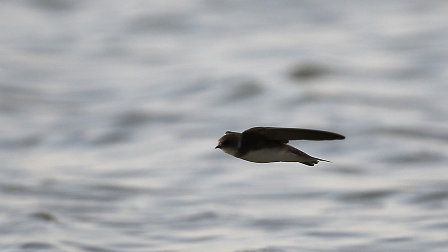 Kum Kırlangıcı