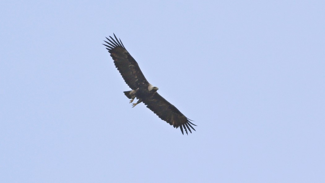 Şah Kartal