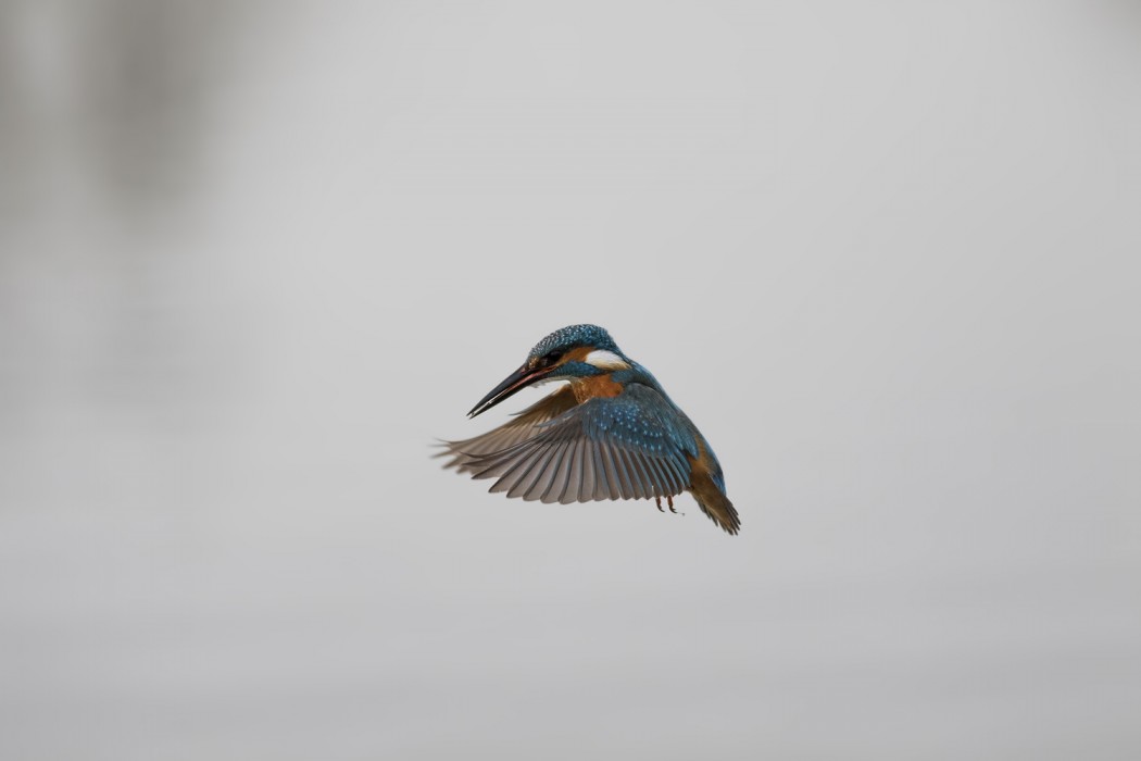 Common Kingfisher