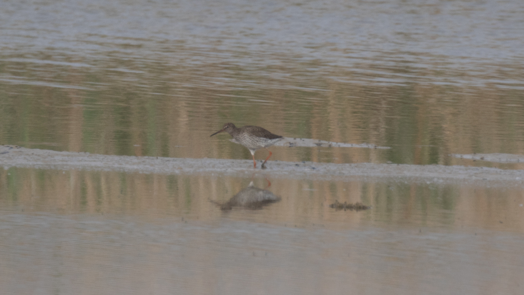 Common Redshank