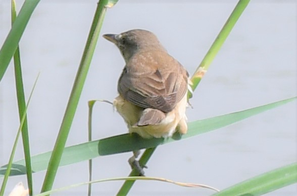 Great Reed Warbler