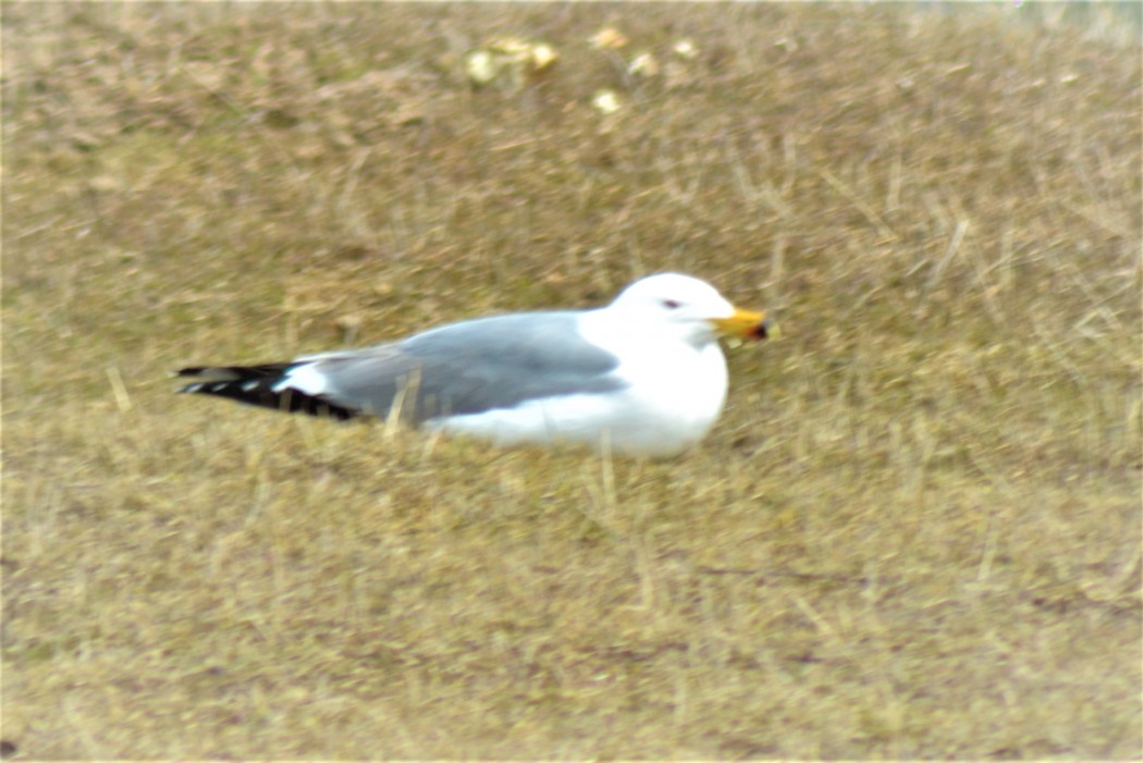 Armenian Gull