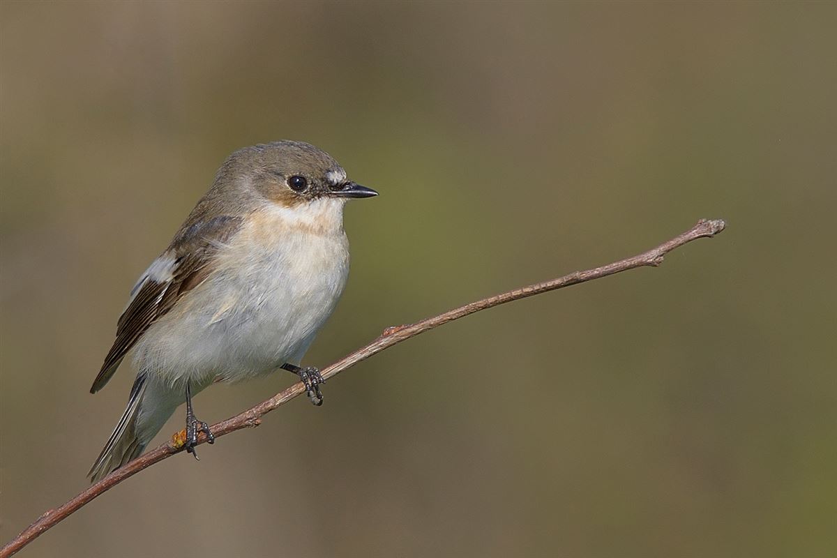 European Pied Flycatcher