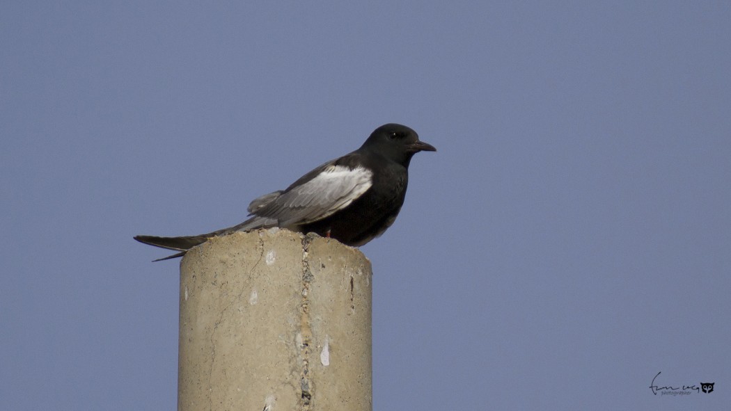 White-winged Tern