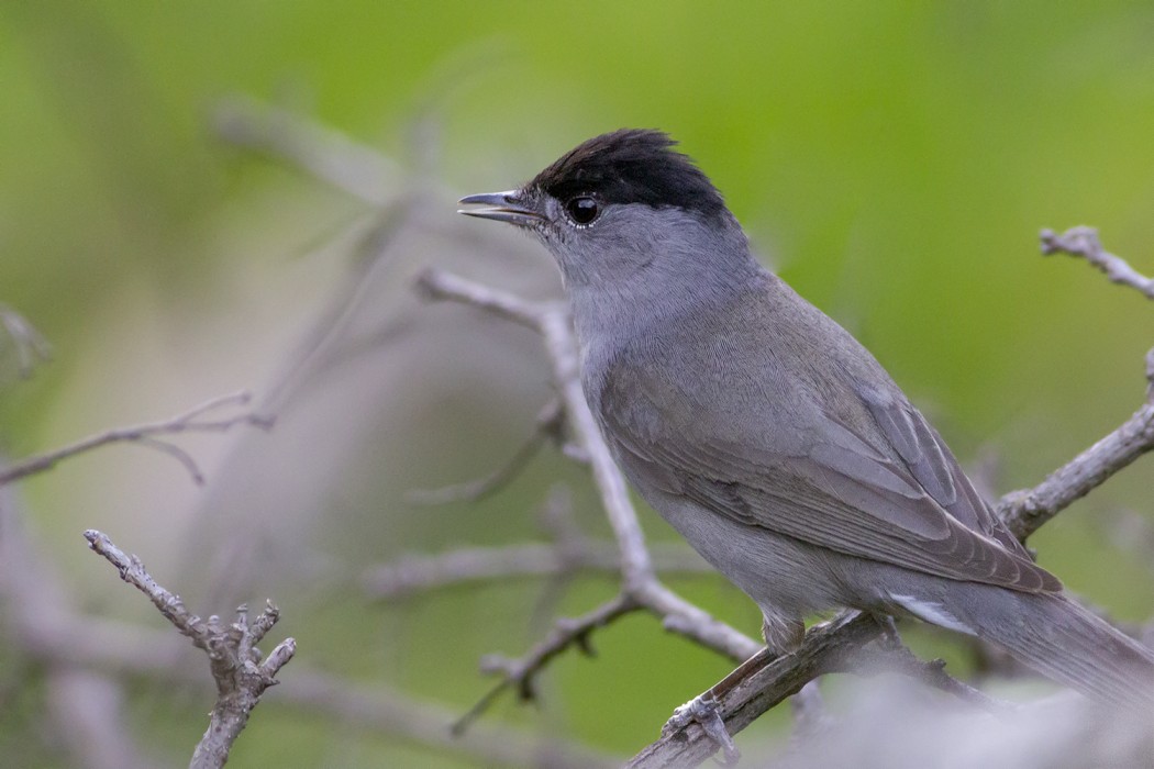 Eurasian Blackcap