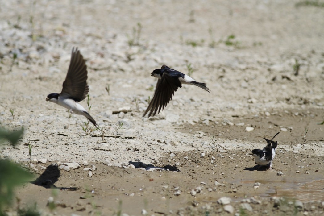 Western House Martin