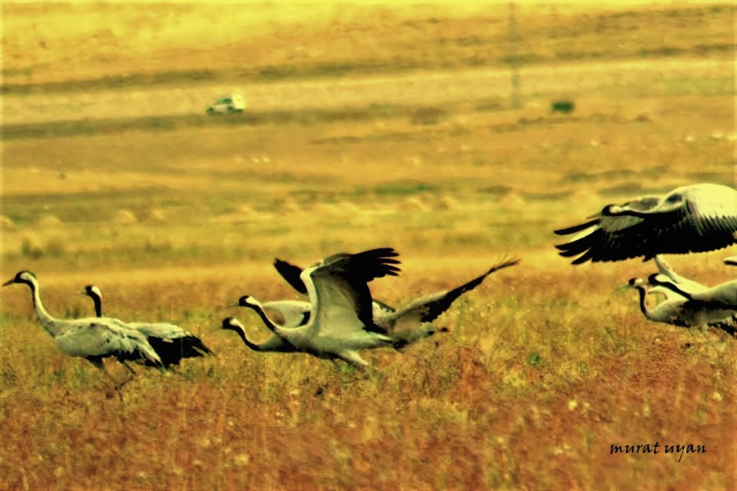 Common Crane