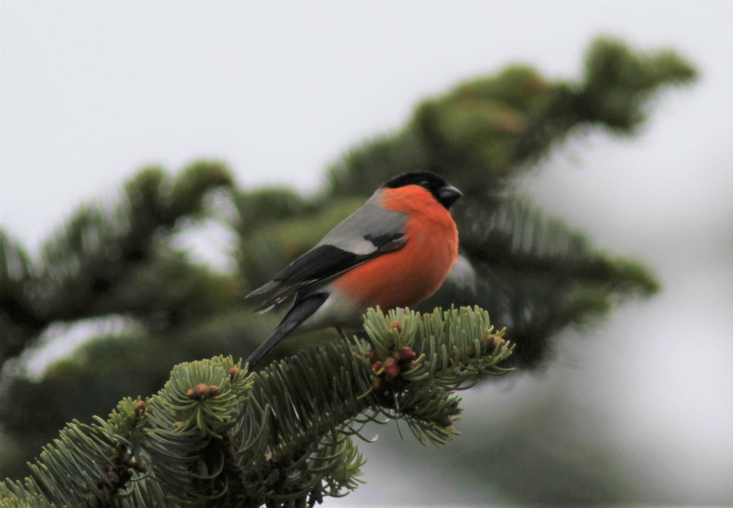 Eurasian Bullfinch