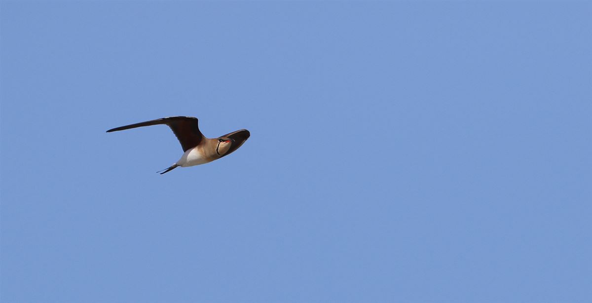 Collared Pratincole