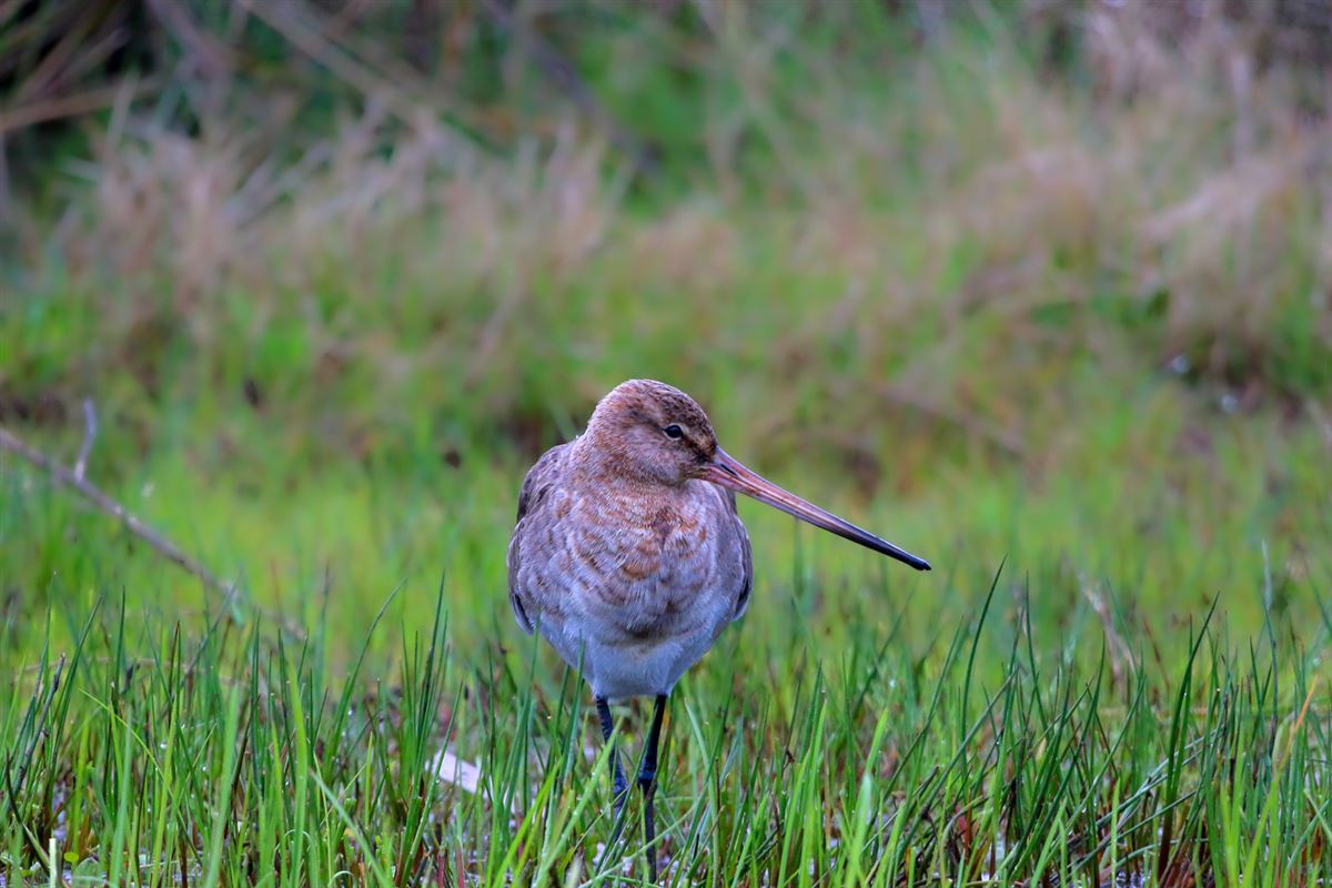 Black-tailed Godwit