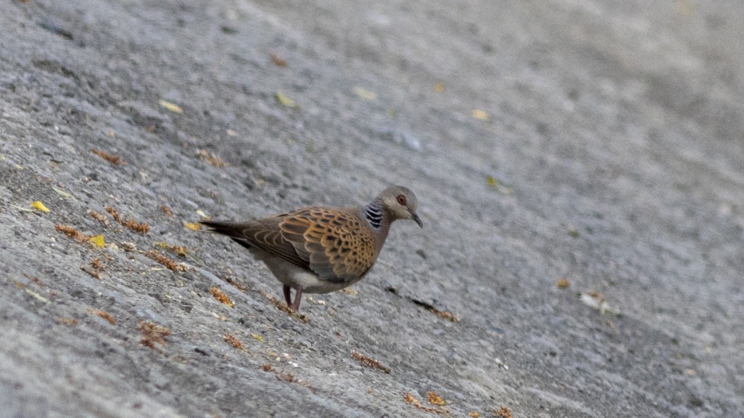 European Turtle Dove