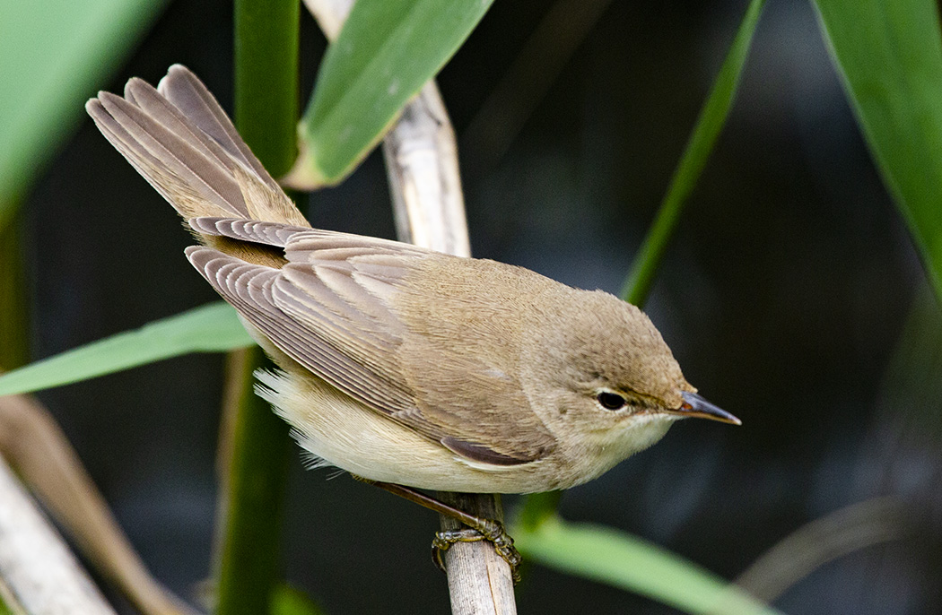 Common Reed Warbler