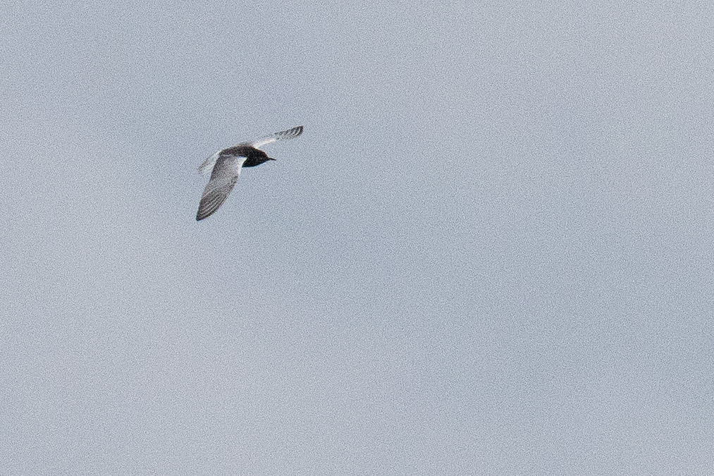 White-winged Tern