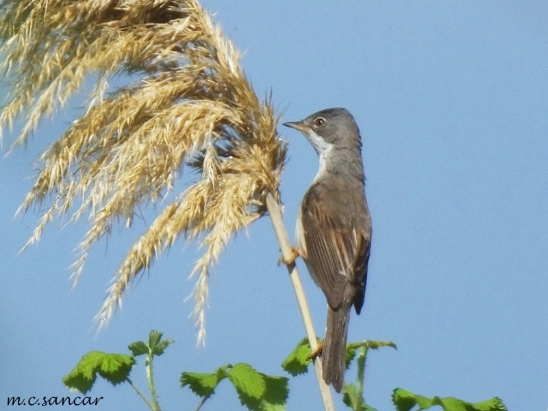 Common Whitethroat
