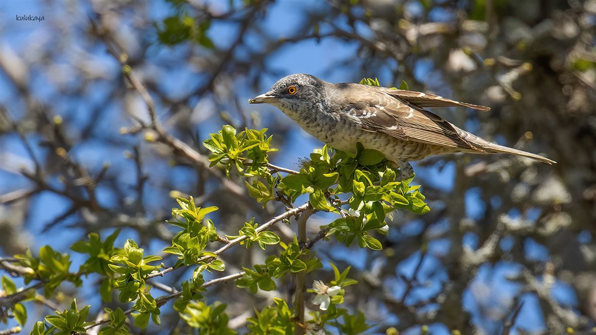 Barred Warbler