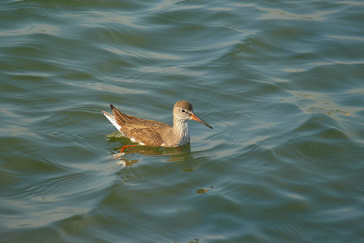 Common Redshank