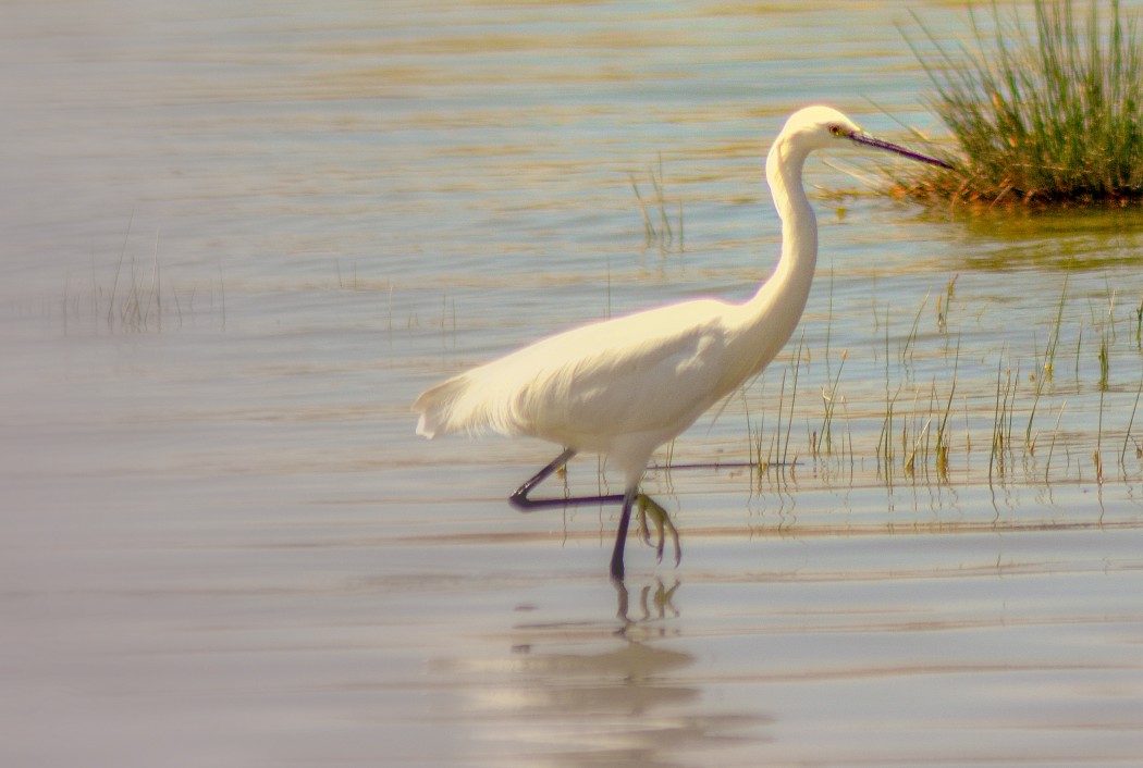 Little Egret