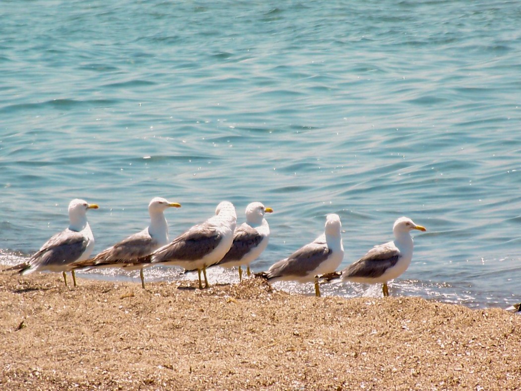 Yellow-legged Gull