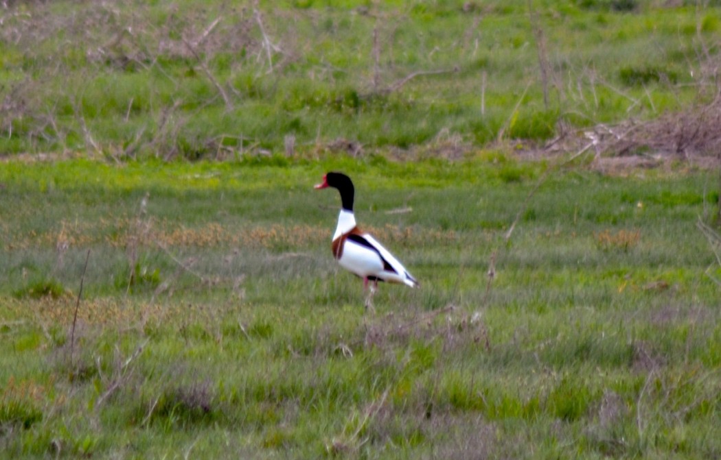 Common Shelduck
