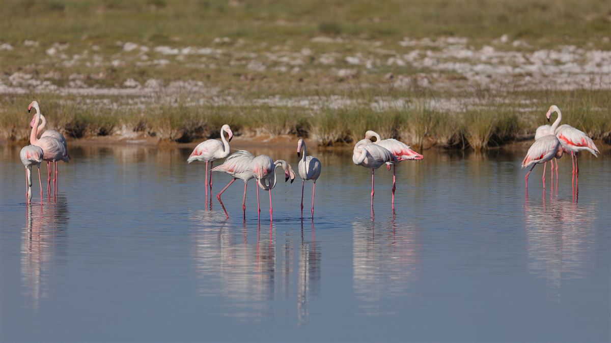 Flamingo