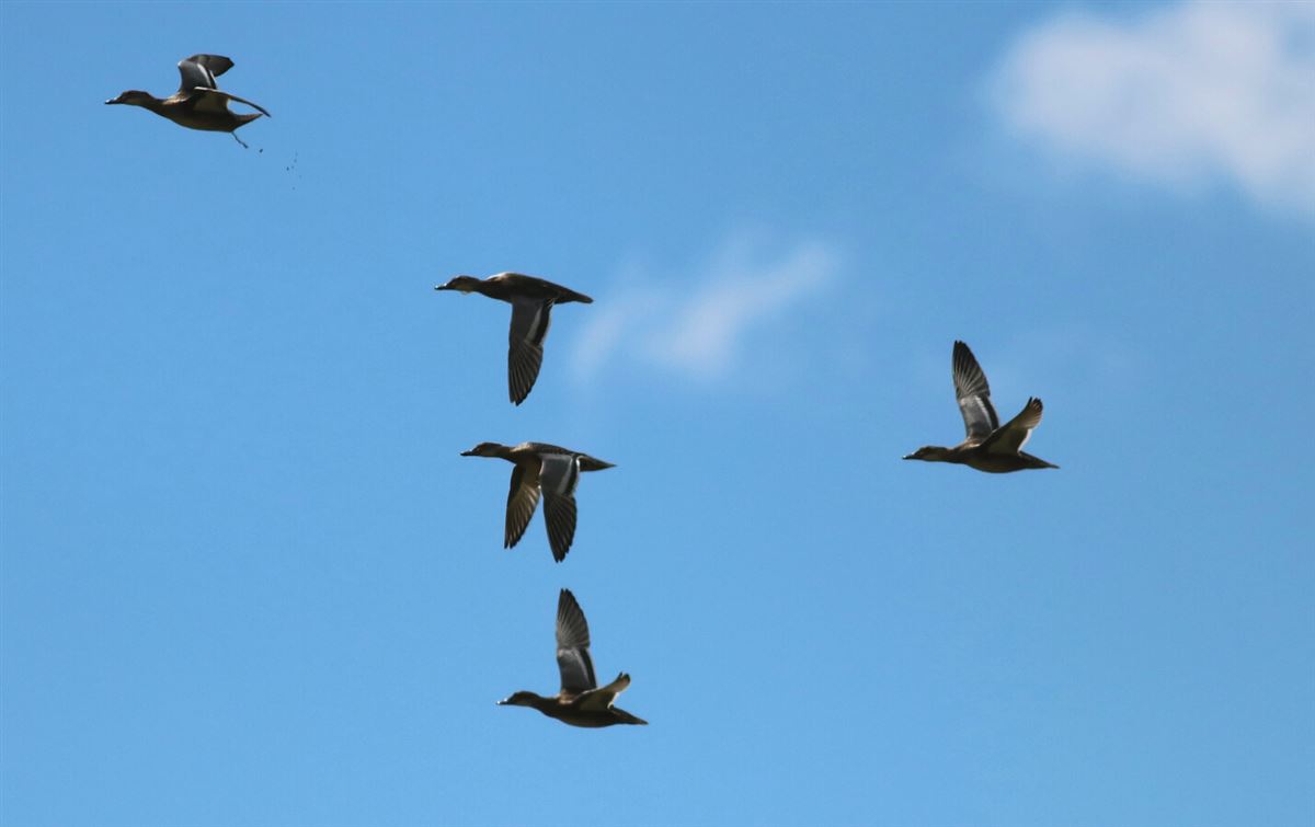 Garganey