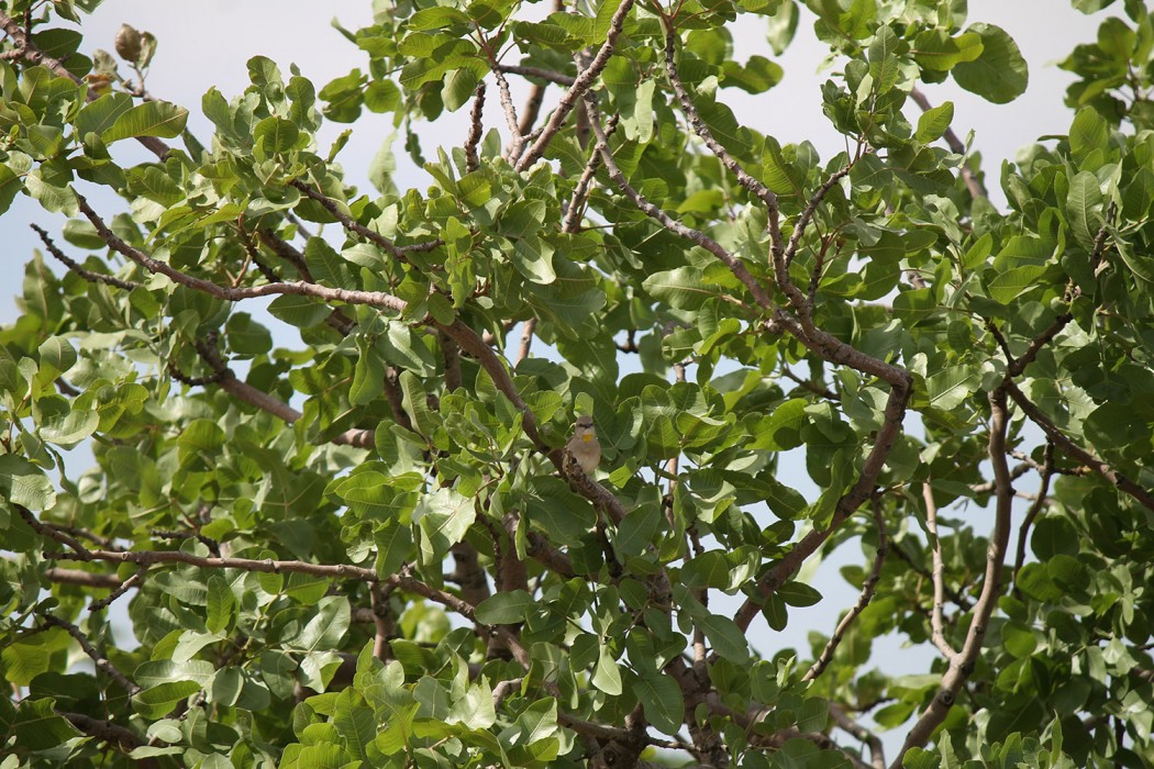 Yellow-throated Sparrow