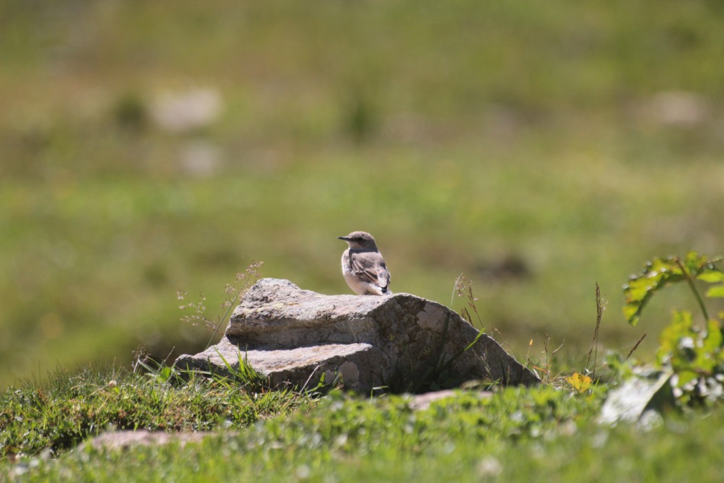 Northern Wheatear