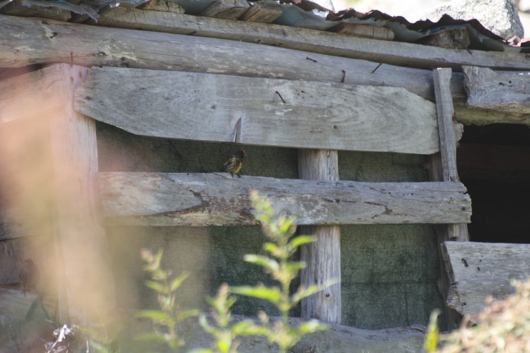 Red-fronted Serin