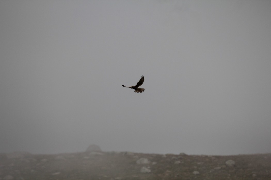 Common Kestrel