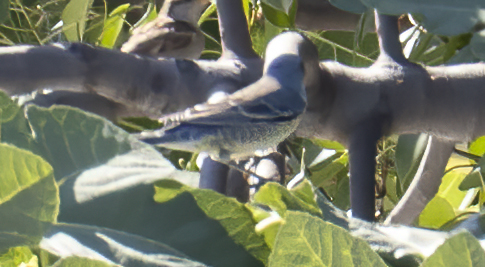 Barred Warbler