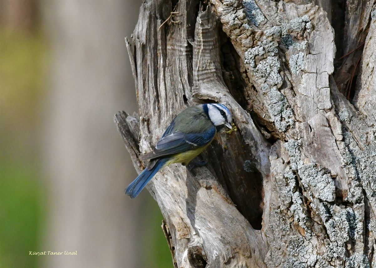 Eurasian Blue Tit