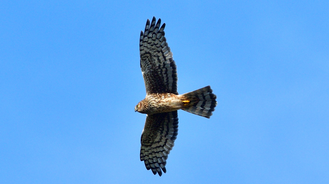Hen Harrier